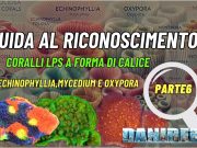 Come riconoscere e allevare LPS: Echinophyllia, Mycedium e Oxypora Echinophyllia