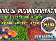Echinophyllia