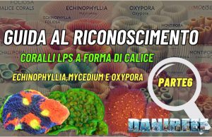 Come riconoscere e allevare LPS: Echinophyllia, Mycedium e Oxypora Echinophyllia