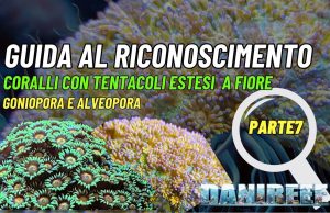 Come riconoscere LPS con tentacoli estesi: Goniopora e Alveopora