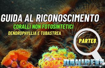 I segreti dei coralli non fotosintetici: Dendrophyllia e Tubastraea