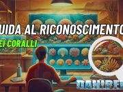 Guida al riconoscimento dei coralli: tutti i mercoledì su DaniReef