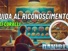 Guida al riconoscimento dei coralli: tutti i mercoledì su DaniReef