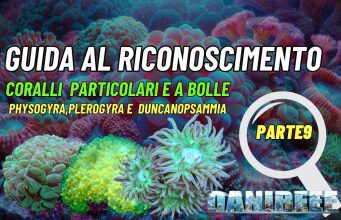 Coralli particolari: Physogyra, Plerogyra e Duncanopsammia