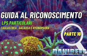 Riconoscere e curare Caulastrea, Galaxea e Hydnophora: 3 LPS belli ma insidiosi