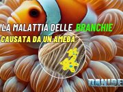 La malattia delle branchie da amebe: nuova minaccia per i pesci