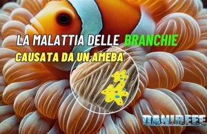 La malattia delle branchie da amebe: nuova minaccia per i pesci