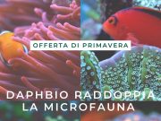 Offerta lampo Daphbio: Doppia MicroFauna in Ogni Ordine
