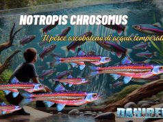 Il Notropis chrosomus, noto anche come Rainbow Shiner, è un pesce d’acqua dolce sempre più apprezzato in acquariofilia