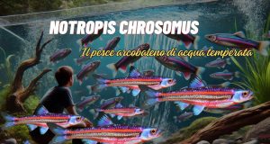 Notropis chrosomus: il pesce arcobaleno per acquari naturali Il Notropis chrosomus, noto anche come Rainbow Shiner, è un pesce d’acqua dolce sempre più apprezzato in acquariofilia