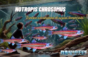 Notropis chrosomus: il pesce arcobaleno per acquari naturali Il Notropis chrosomus, noto anche come Rainbow Shiner, è un pesce d’acqua dolce sempre più apprezzato in acquariofilia