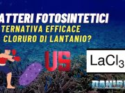 batteri fotosintetici