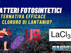Batteri fotosintetici: alternativa efficace al cloruro di lantanio? batteri fotosintetici