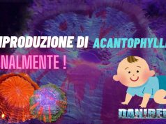 Riproduzione Acanthophyllia: una rivoluzione in acquariofilia Riproduzione Acanthophyllia