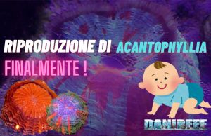 Riproduzione Acanthophyllia: una rivoluzione in acquariofilia Riproduzione Acanthophyllia