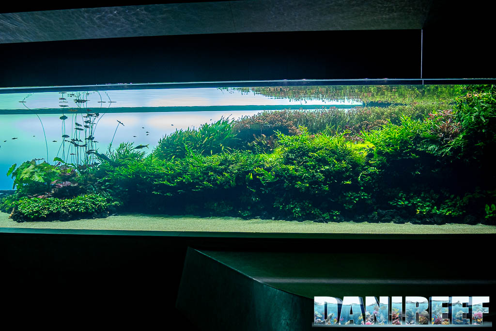 Florestas submersas di Takashi Amano, lo spettacolare aquascaping presso L’Oceanário di Lisbona