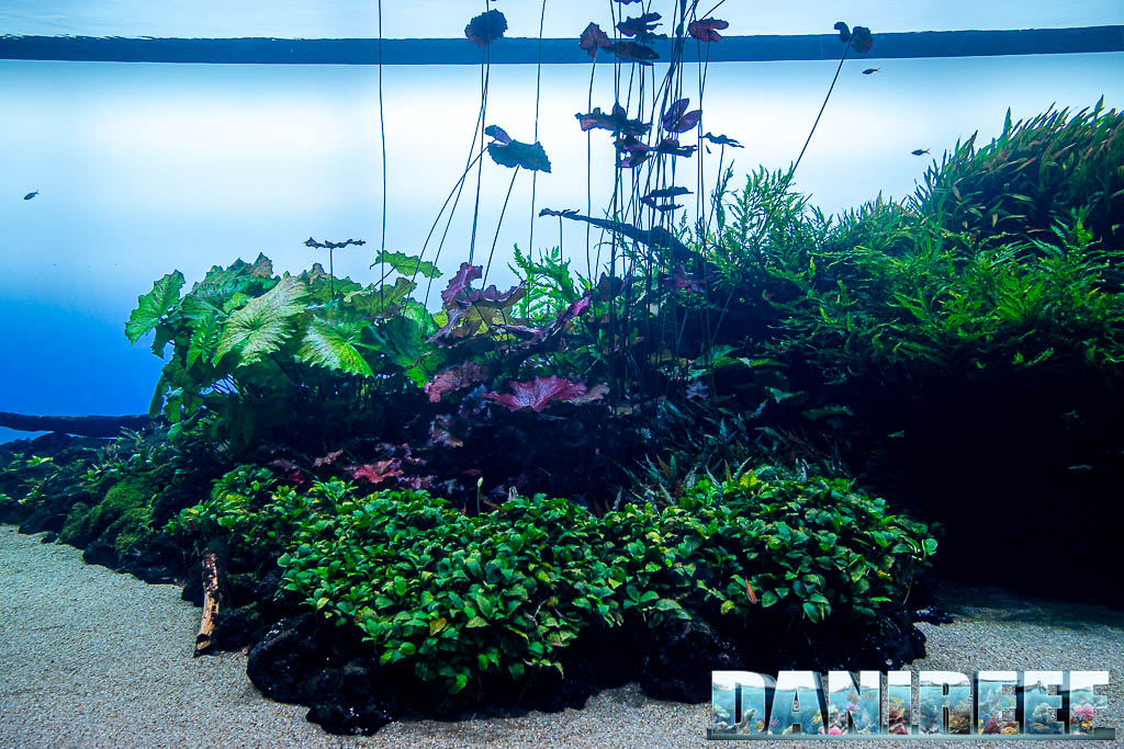 Grande acquario Amano all'Oceanario di Lisbona