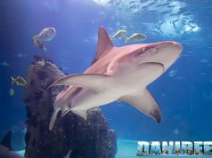 Squali con tracce di cocaina e caffeina: l’inquinamento invisibile