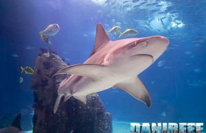 Squali con tracce di cocaina e caffeina: l’inquinamento invisibile