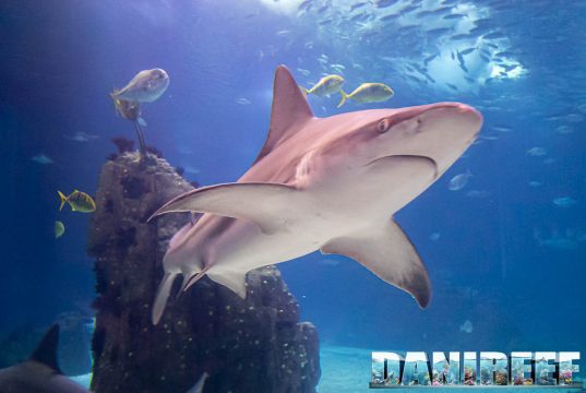 Squali con tracce di cocaina e caffeina: l’inquinamento invisibile