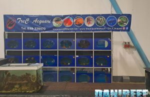 Tre C Acquari porta lo store in fiera: pesci rari, piante e passione ad AcquariaItalia