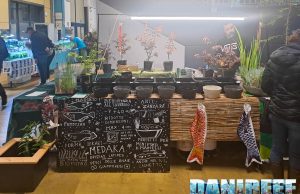 Conosciamo i Medaka grazie a Kimera Tropical durante AcquariaItalia