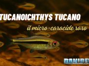 Tucanoichthys tucano: il micro-caracide raro che incanta tutti Tucanoichthys tucano