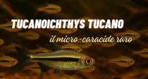 Tucanoichthys tucano: il micro-caracide raro che incanta tutti Tucanoichthys tucano