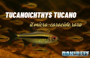 Tucanoichthys tucano: il micro-caracide raro che incanta tutti Tucanoichthys tucano
