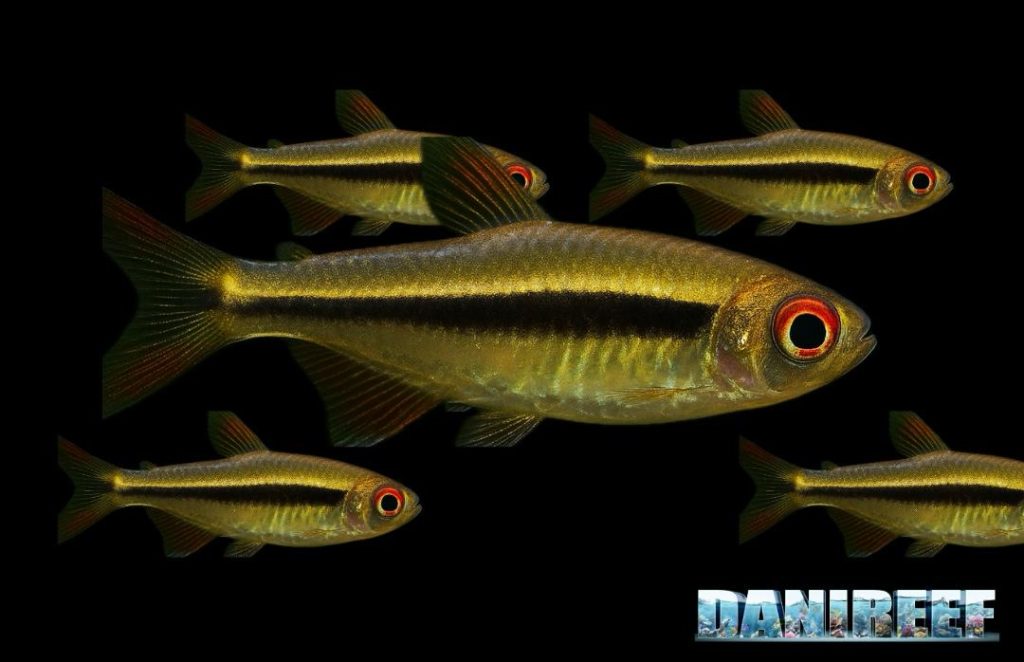 Tucanoichthys tucano piccolo e raro