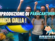 Paracanthurus hepatus: Surge Marine Life riesce nella riproduzione Paracanthurus hepatus