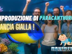 Paracanthurus hepatus: Surge Marine Life riesce nella riproduzione Paracanthurus hepatus