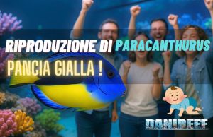 Paracanthurus hepatus: Surge Marine Life riesce nella riproduzione Paracanthurus hepatus