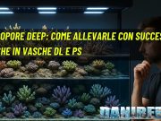 Acropore Deep: come allevarle con successo anche in vasche DL e PS acropore deep