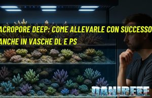 Acropore Deep: come allevarle con successo anche in vasche DL e PS acropore deep