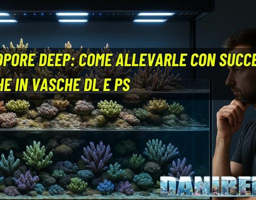 Acropore Deep: come allevarle con successo anche in vasche DL e PS acropore deep