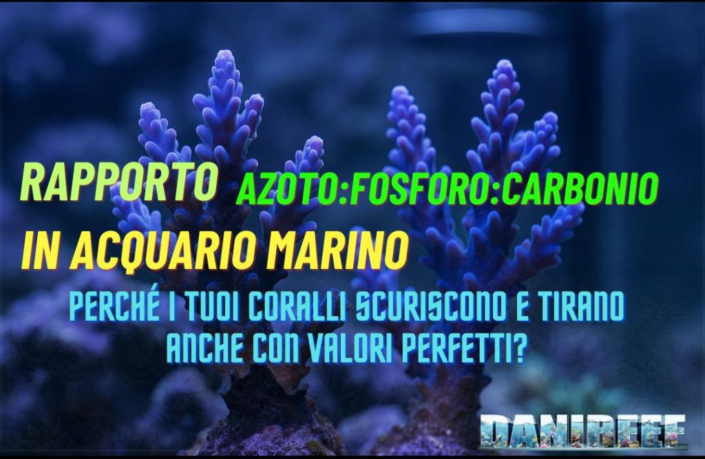 Rapporto nutrienti azoto fosforo carbonio N:P:C – perché i coralli scuriscono anche con valori perfetti