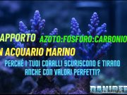 Rapporto N:P:C – Perché i tuoi coralli tirano con valori perfetti? Rapporto N:P:C