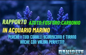 Rapporto N:P:C – Perché i tuoi coralli tirano con valori perfetti? Rapporto N:P:C