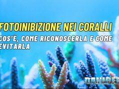 Fotoinibizione nei coralli: sintomi, cause e come evitarla con la luce LED fOTOINIBIZIONE