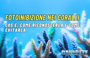 Fotoinibizione nei coralli: sintomi, cause e come evitarla con la luce LED fOTOINIBIZIONE