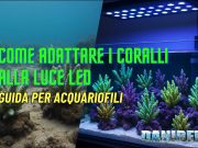 Adattare i coralli alla luce LED: la guida completa Adattare i coralli alla luce LED
