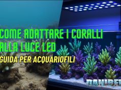 Adattare i coralli alla luce LED: la guida completa Adattare i coralli alla luce LED