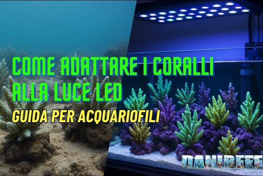 Adattare i coralli alla luce LED: la guida completa Adattare i coralli alla luce LED