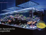 L’acquario marino di Pasquale Ruocco conquista Coral Magazine