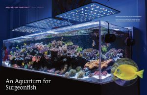 L’acquario marino di Pasquale Ruocco conquista Coral Magazine