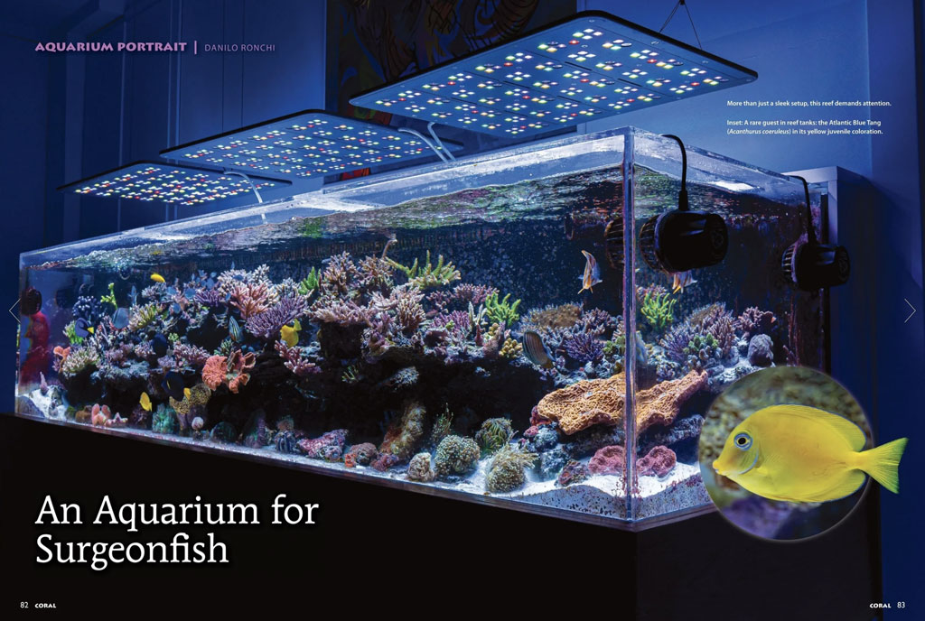 L’acquario marino di Pasquale Ruocco conquista Coral Magazine