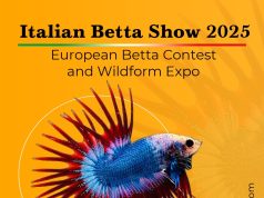 Italian Betta Show 2025: il concorso europeo torna a La Mangrovia
