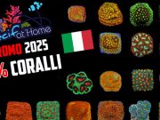 RecifAtHome lancia una nuova promo: 25% di sconto sui coralli