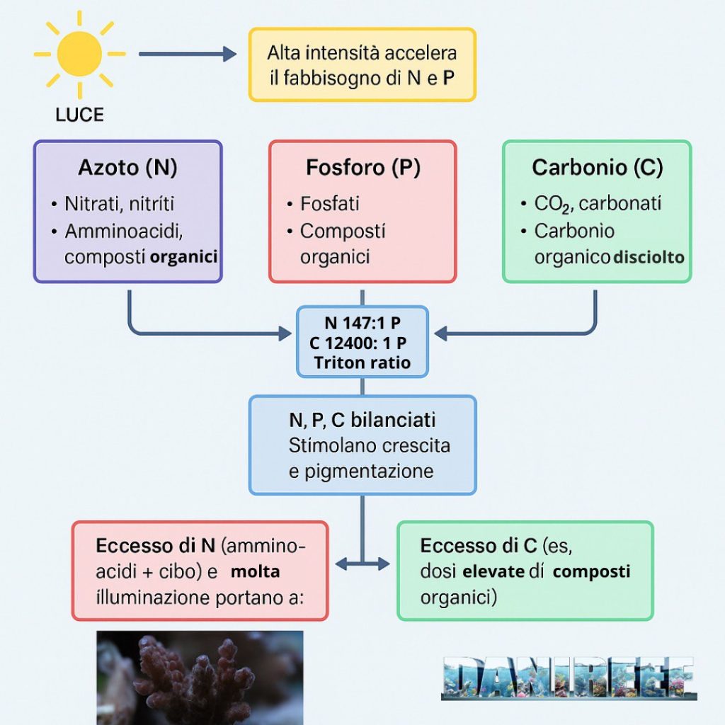 Abbiamo realizzato un’infografica educativa che sintetizza le relazioni tra luce, carbonio, azoto e fosforo secondo i parametri Triton.